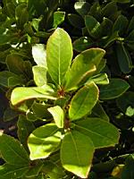 Arbousier, Arbutus unedo (en Corse) (Photo F. Mrugala) (2)